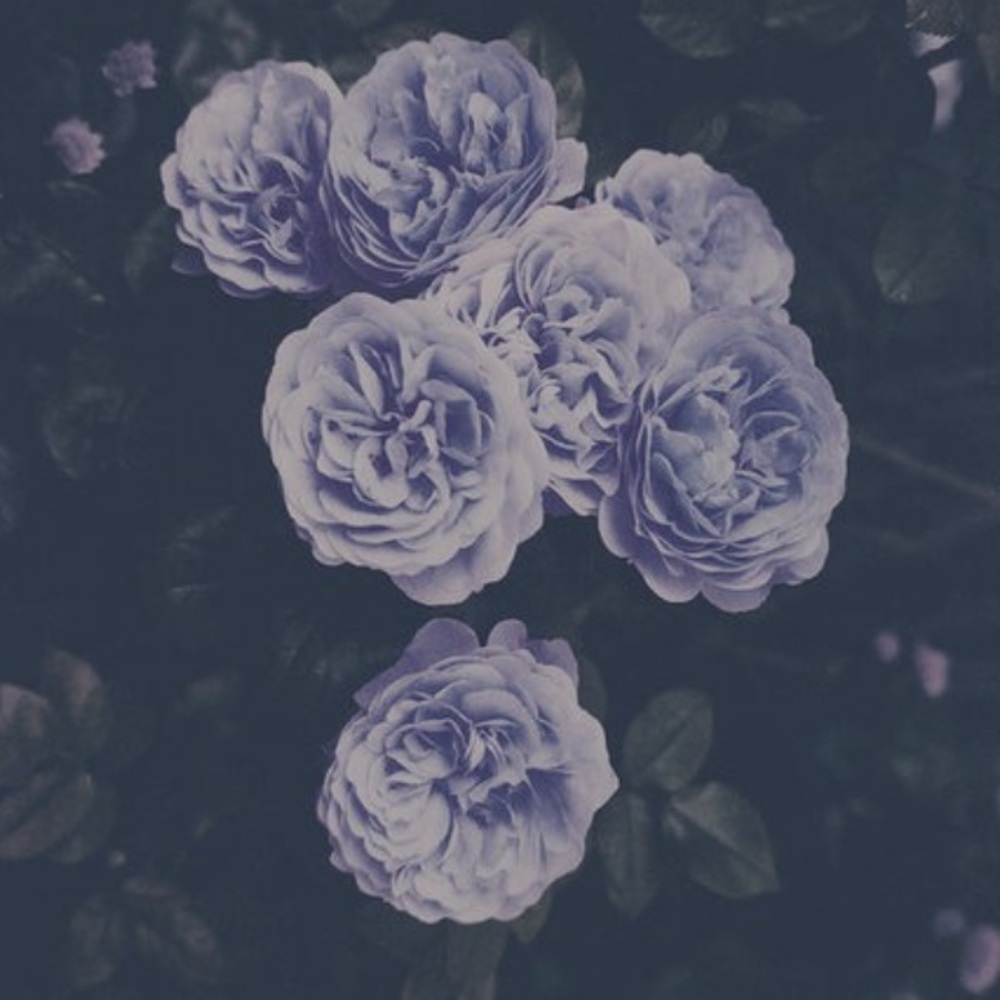 Meet your Posher, Violet